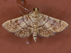 Bicilia iarchasalis