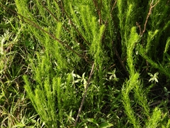 Baccharis ulicina