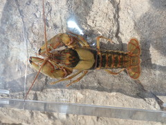 Faxonius neglectus neglectus