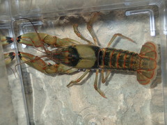 Faxonius neglectus neglectus