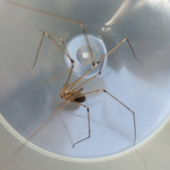Pholcus phalangioides