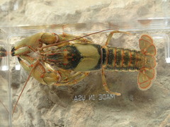 Faxonius neglectus neglectus