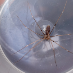 Pholcus phalangioides