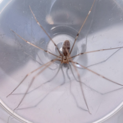 Pholcus phalangioides