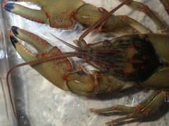 Faxonius neglectus neglectus