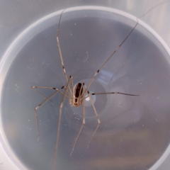 Pholcus phalangioides