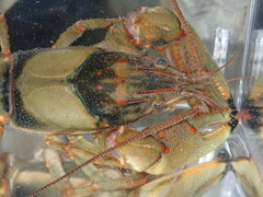 Faxonius neglectus neglectus