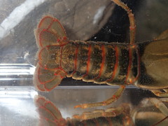 Faxonius neglectus neglectus