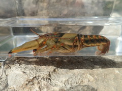 Faxonius neglectus neglectus