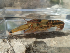 Faxonius neglectus neglectus