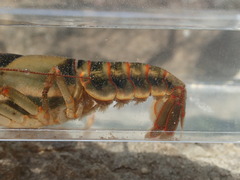 Faxonius neglectus neglectus