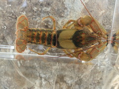 Faxonius neglectus neglectus