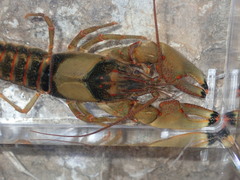 Faxonius neglectus neglectus