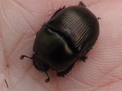 Geotrupes blackburnii