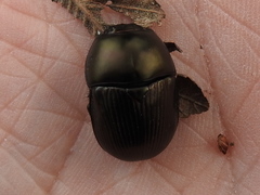Geotrupes blackburnii
