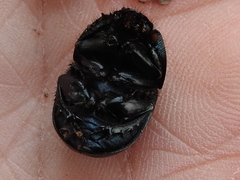 Geotrupes blackburnii