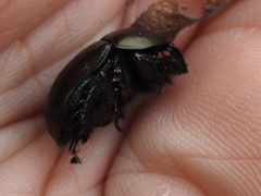 Geotrupes blackburnii