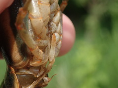 Faxonius neglectus neglectus