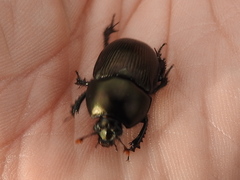 Geotrupes blackburnii