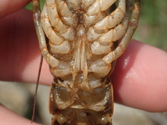 Faxonius neglectus neglectus