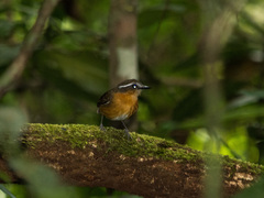 Conopophaga melanops