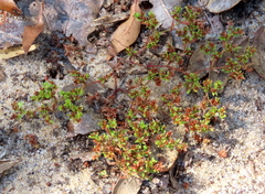 Paronychia herniarioides