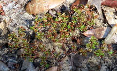 Paronychia herniarioides