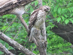 Buteo lineatus