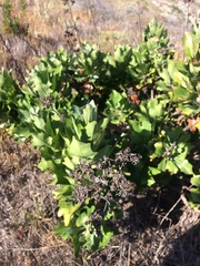 Munzothamnus blairii