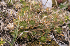 Draba aizoides