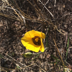 Calochortus kennedyi