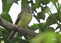 Myiopagis viridicata