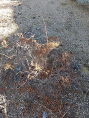 Spiraea aquilegifolia