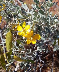 Senna artemisioides helmsii
