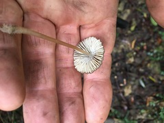 Mycena marangania