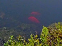 Amphilophus citrinellus