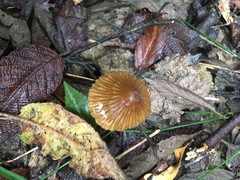 Mycena marangania