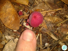 Marasmius
