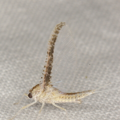 Callibaetis ferrugineus ferrugineus