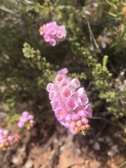 Verticordia pennigera