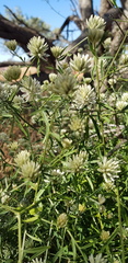 Ptilotus divaricatus
