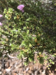 Verticordia pennigera