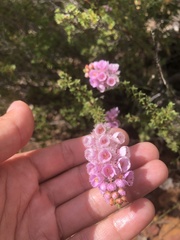 Verticordia pennigera