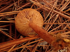 Lactarius nitidus