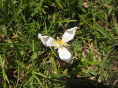 Herbertia