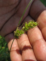 Carex bonariensis