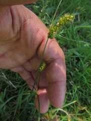 Carex bonariensis