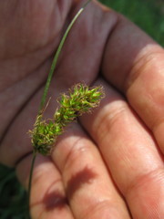 Carex bonariensis