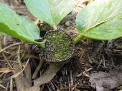 Dorstenia brasiliensis