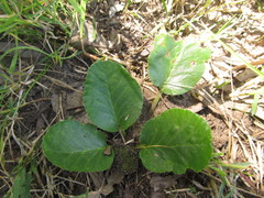 Dorstenia brasiliensis